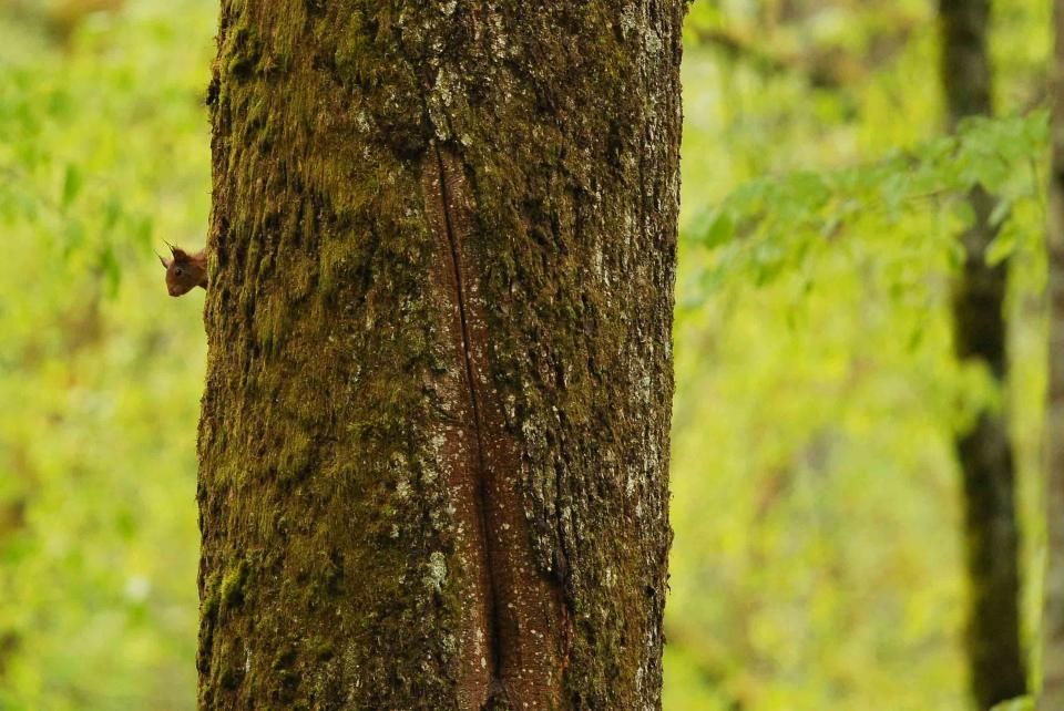 Écureuil roux (Sciurus vulgaris) © L. JOUVE