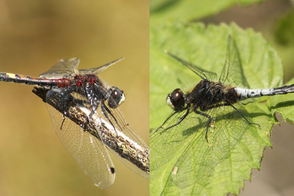 Espèces cibles : L. pectoralis (à gauche), L. caudalis (à droite) © Alexandre Ruffoni