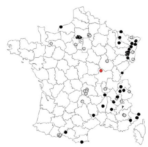 Carte 1 : répartition de la Puce des neiges en 2012 en France. En gris, données antérieures à 1990. En noir, données postérieures à 1990. En rouge, la station de Saône-et-Loire. Source de la carte : revue Insectes n°170 (2013), Opie