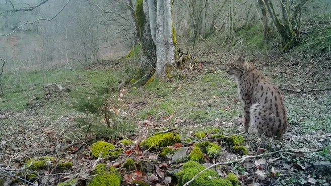 Lynx boréal aperçu dans la Nièvre · Bénévole de la SHNA-OFAB