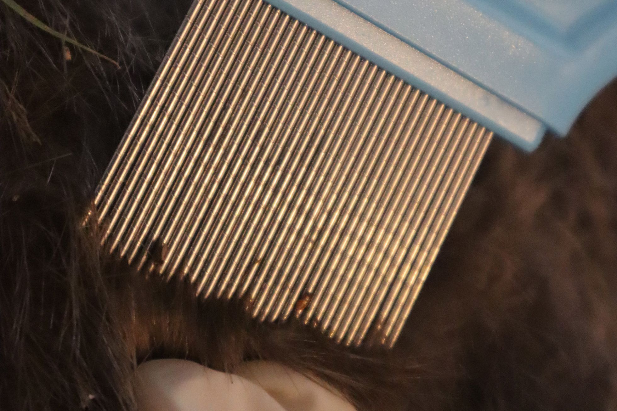 © Guillaume Léchenet SHNA-OFAB