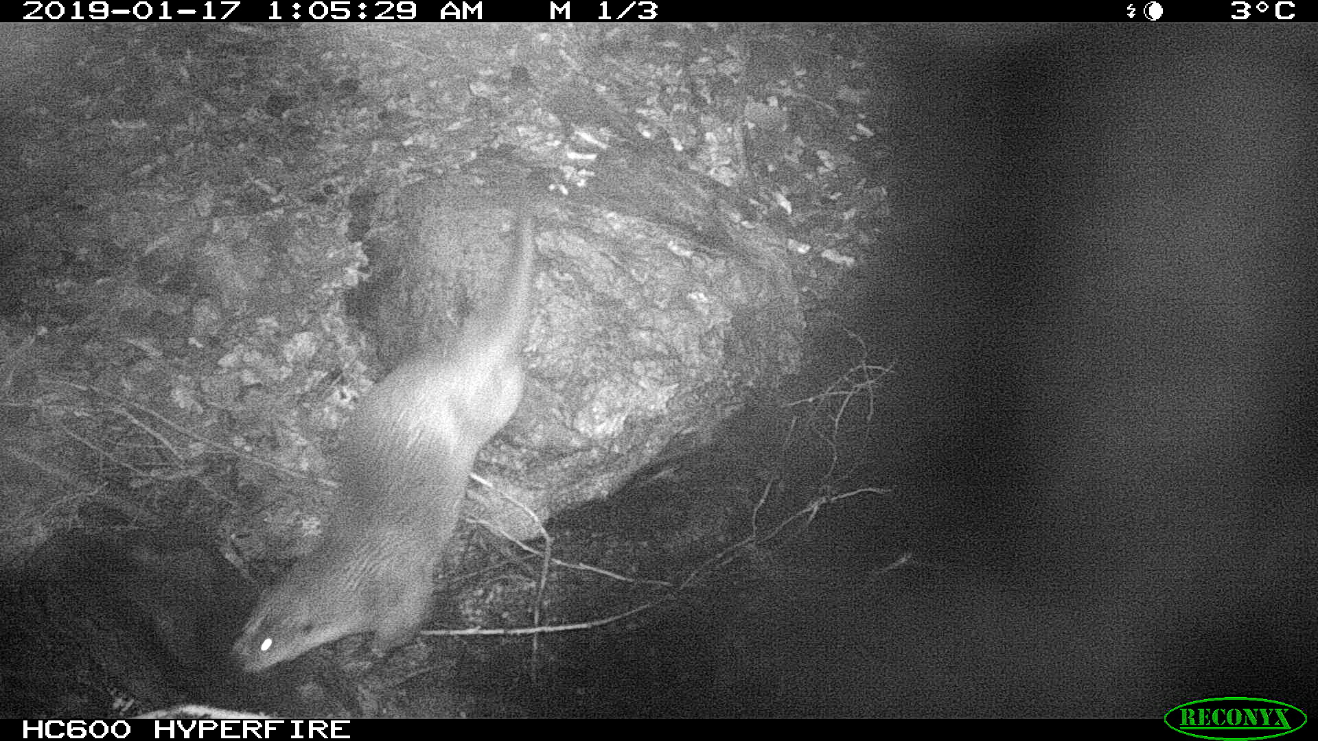 Loutre d'Europe © L. ROBERT