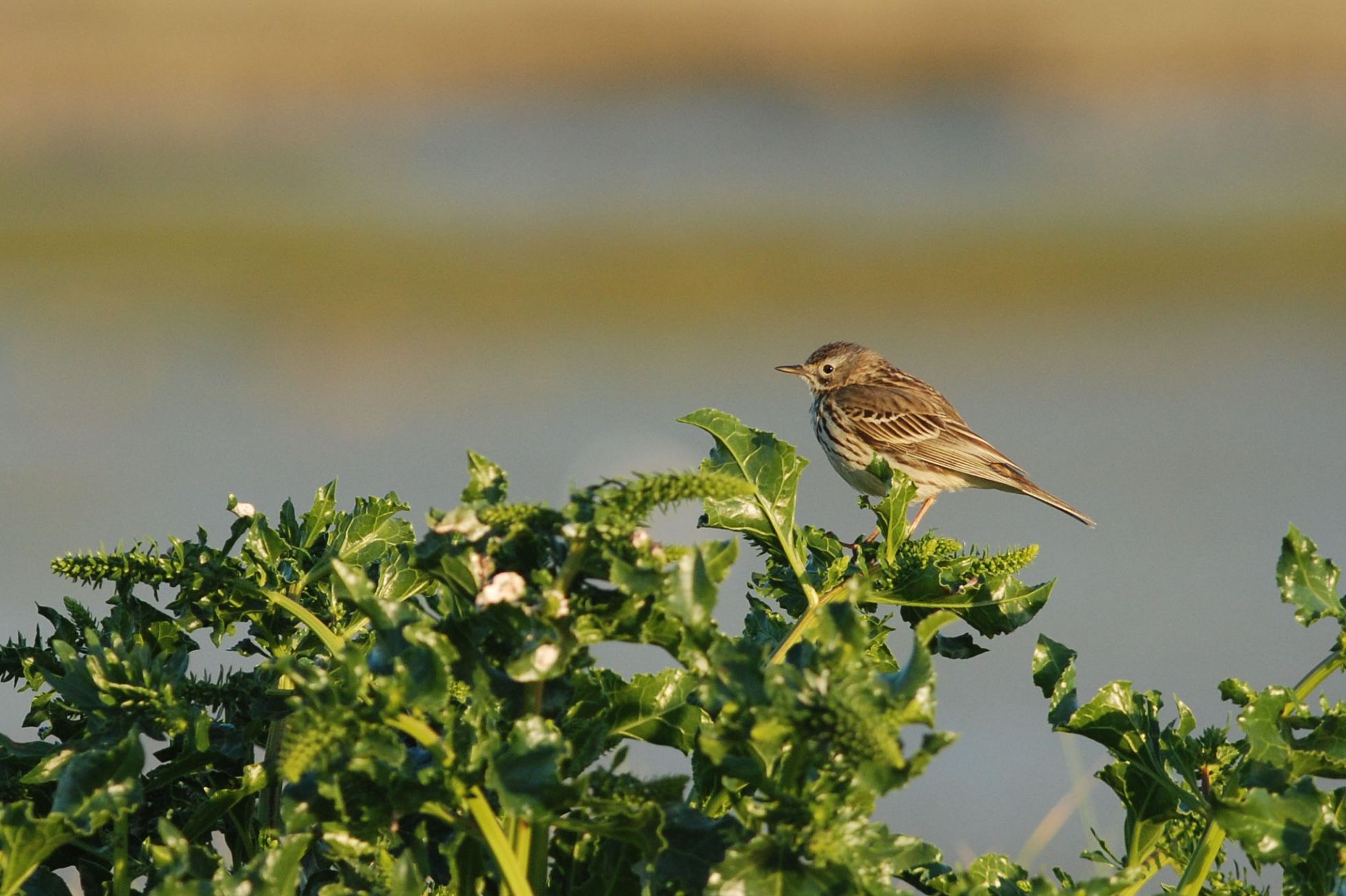 Pipit farlouse (Anthus pratensis) © L. JOUVE