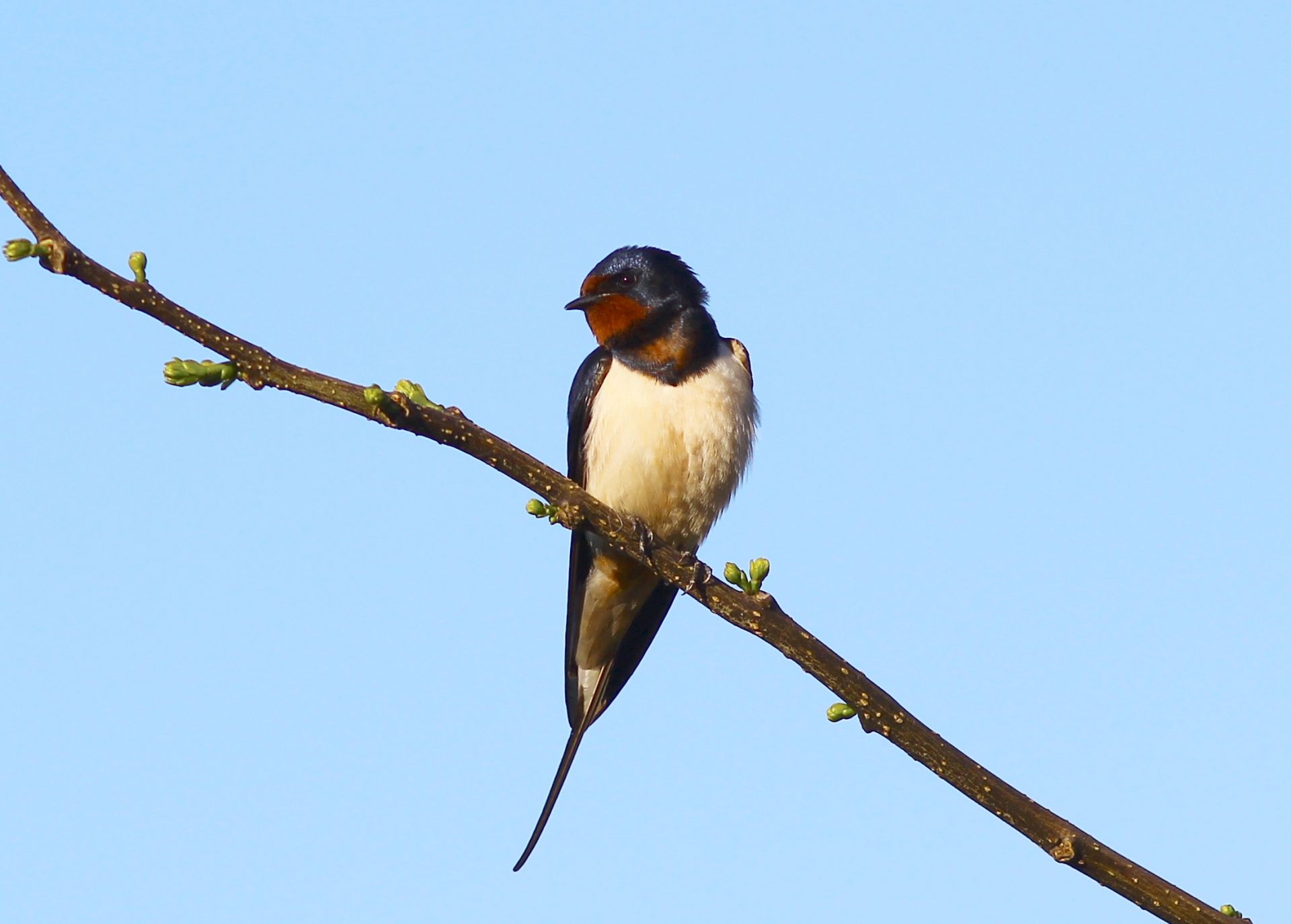 Hirondelle rustique (Hirundo rustica) © Daniel Bourget