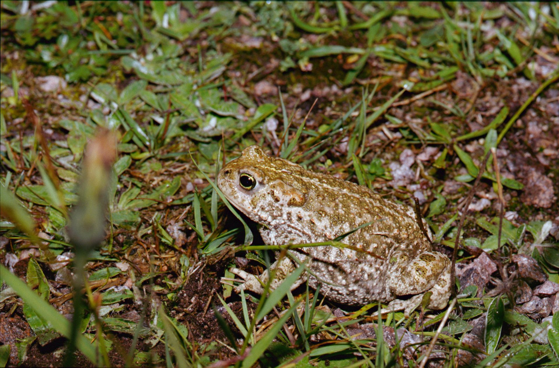 Crapaud calamite (Epidalea calamita)