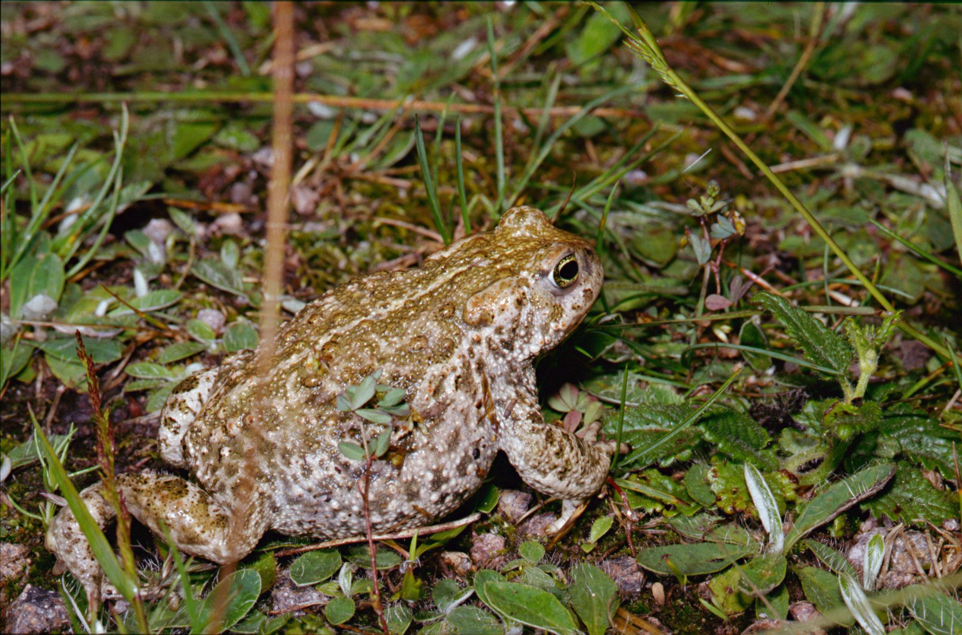 Crapaud calamite (Epidalea calamita)