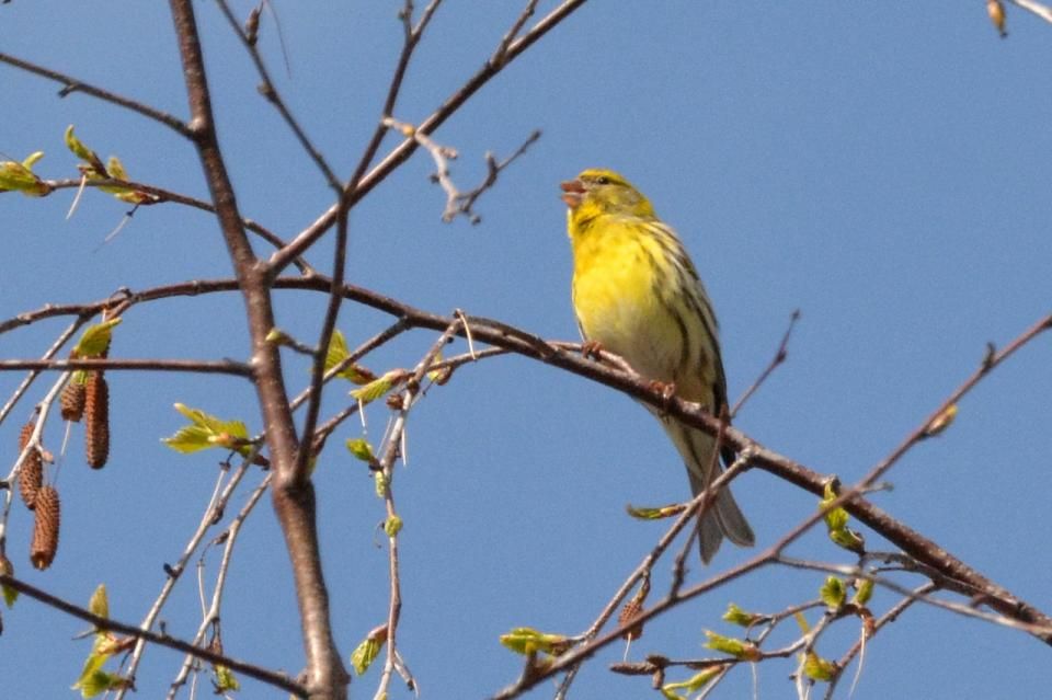 Serin cini