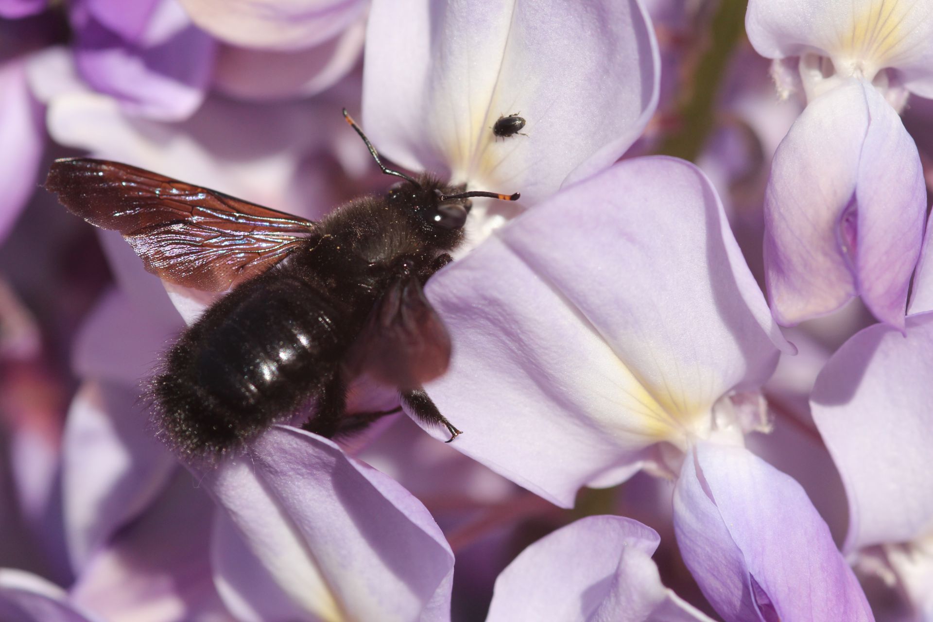 Xylocope violet
