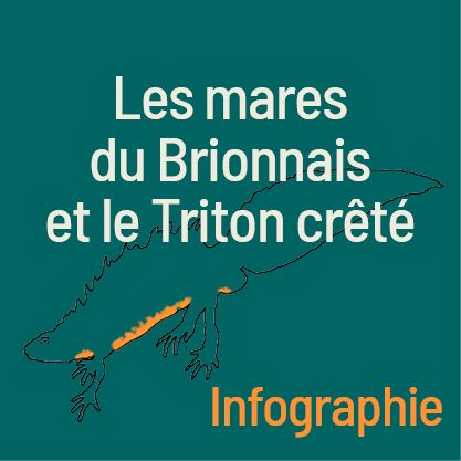 Les mares du Brionnais et le Triton crêté