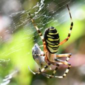 Argiope frelon