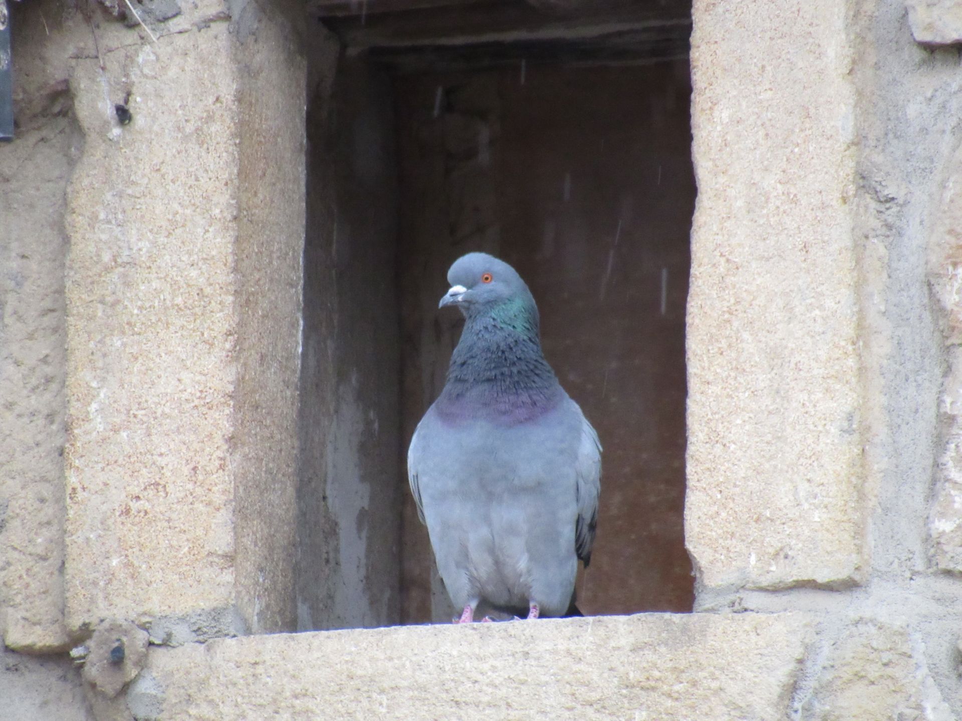 Pigeon biset domestique