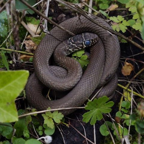 Hierophis viridiflavus @© Ivan Jaubertie SHNA