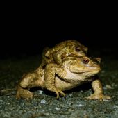 Amphibiens sur les routes