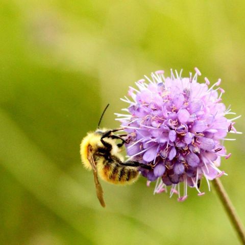  @© Mathurin Carnet SHNA-OFAB