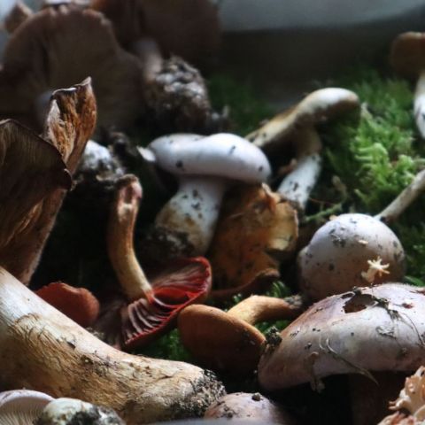  @Guillaume Léchenet SHNA-OFAB