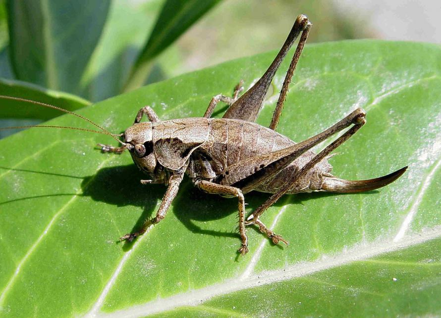 Decticelle cendrée (Pholidoptera griseoaptera)