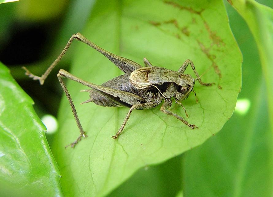 Decticelle cendrée (Pholidoptera griseoaptera)