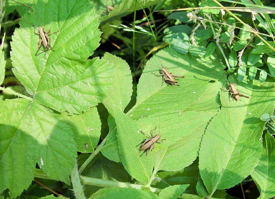 Decticelle cendrée (Pholidoptera griseoaptera)