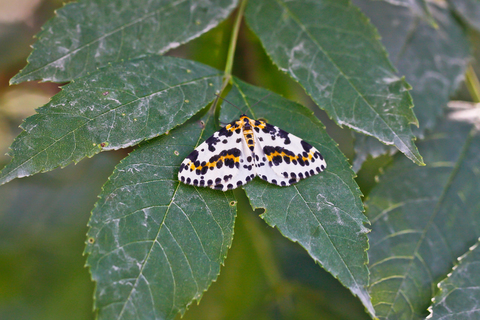 Abraxas grossulariata