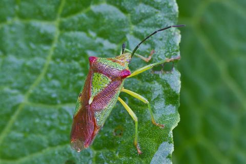 Acanthosoma haemorrhoidale