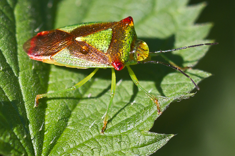 Acanthosoma haemorrhoidale