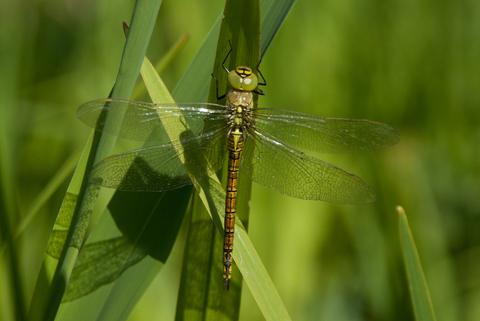 Aeschne affine (Aeshna affinis)