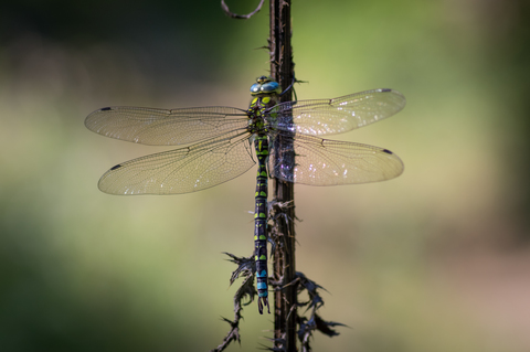 Aeschne bleue (Aeshna cyanea)