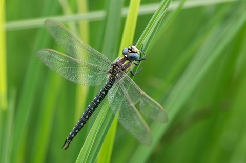 Aeschne printanière (Brachytron pratense)