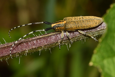 Agapanthia villosoviridescens