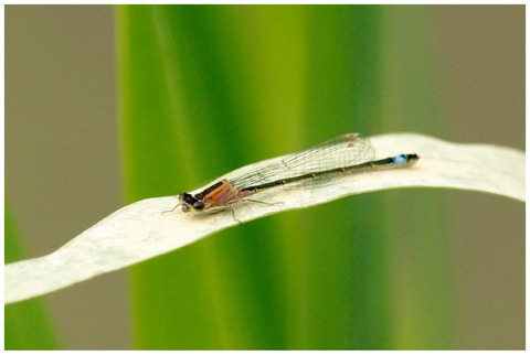 Agrion élégant(femelle)