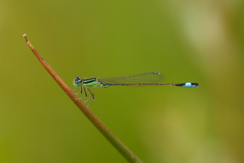 Agrion élégant (Ischnura elegans)