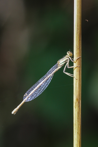 Agrion élégant - Ischnura elegans