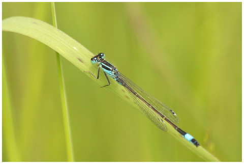 Agrion élégant(mâle)