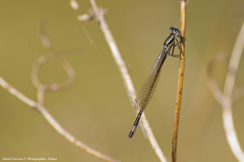 Agrion élégant - Ischnura elegans