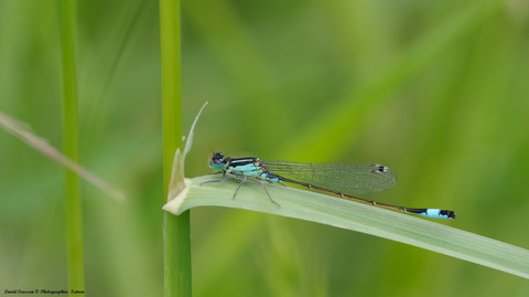 Agrion élégant - Ischnura elegans