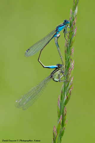 Agrion élégant - Ischnura elegans