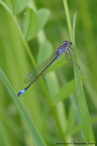 Agrion élégant - Ischnura elegans