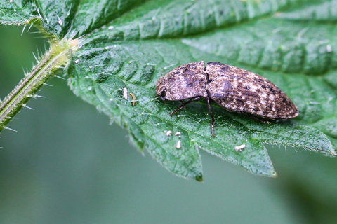 Agripnus murinus, le Taupin rongeur
