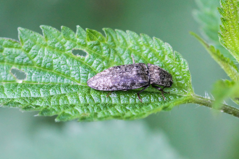 Agrypnus murinus, le Taupin rongeur
