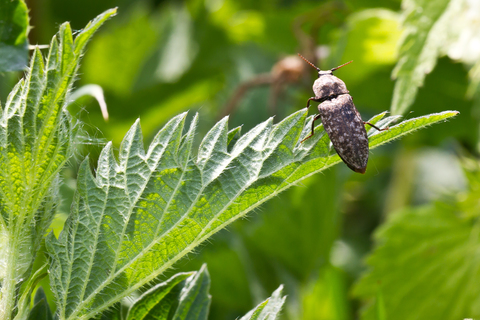 Agrypnus murinus