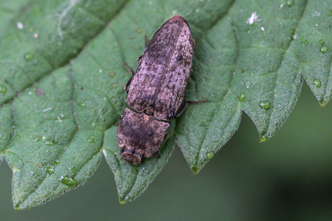 Agrypnus murinus