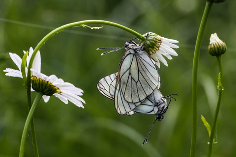 Aporia crataegi (in copula), le Gazé