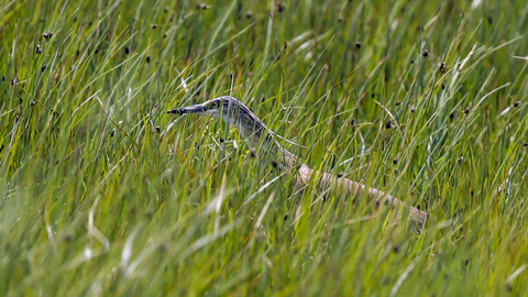 Ardeola ralloides