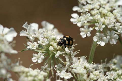 Coccinula quatuordecimpustulata