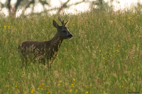 Chevreuil européen - Capreolus capreolus