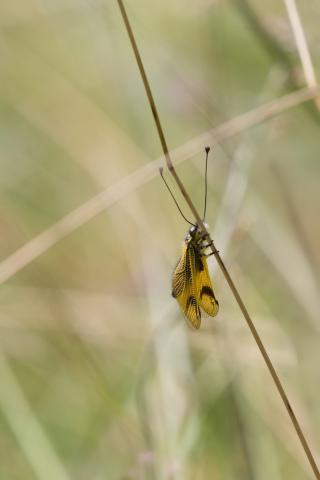 Libelloides longicornis
