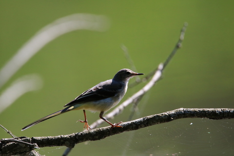 BERGERONNETTE des ruisseaux