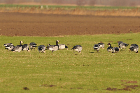 Bernache nonnette - Branta leucopsis
