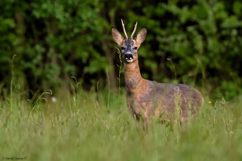 Chevreuil européen - Capreolus capreolus