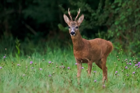 Brocard se promenant dans la prairie fleurie